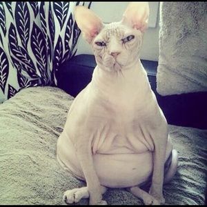 Meet your Posher, Miri